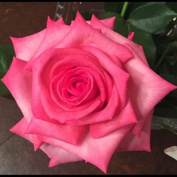 Meet your posher - Picture 1 of 1